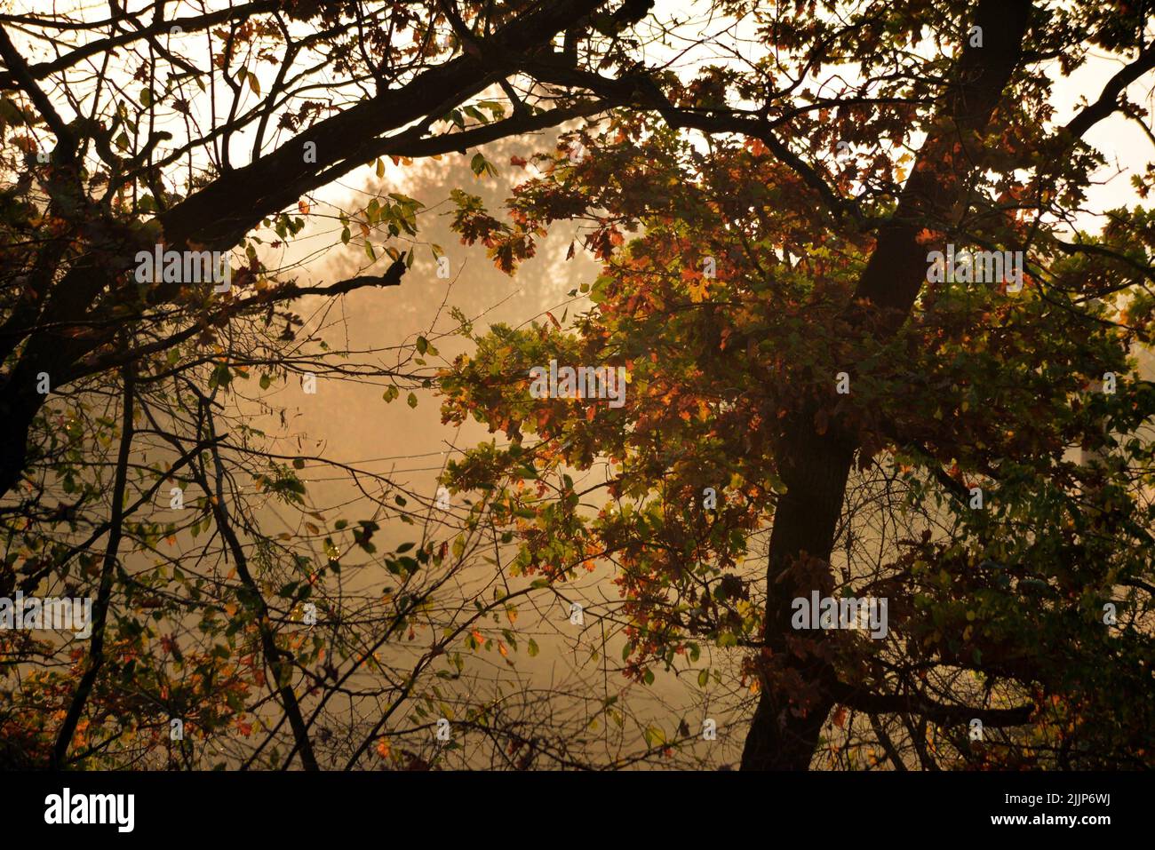 A beautiful landscape of autumn trees in a foggy forest Stock Photo - Alamy