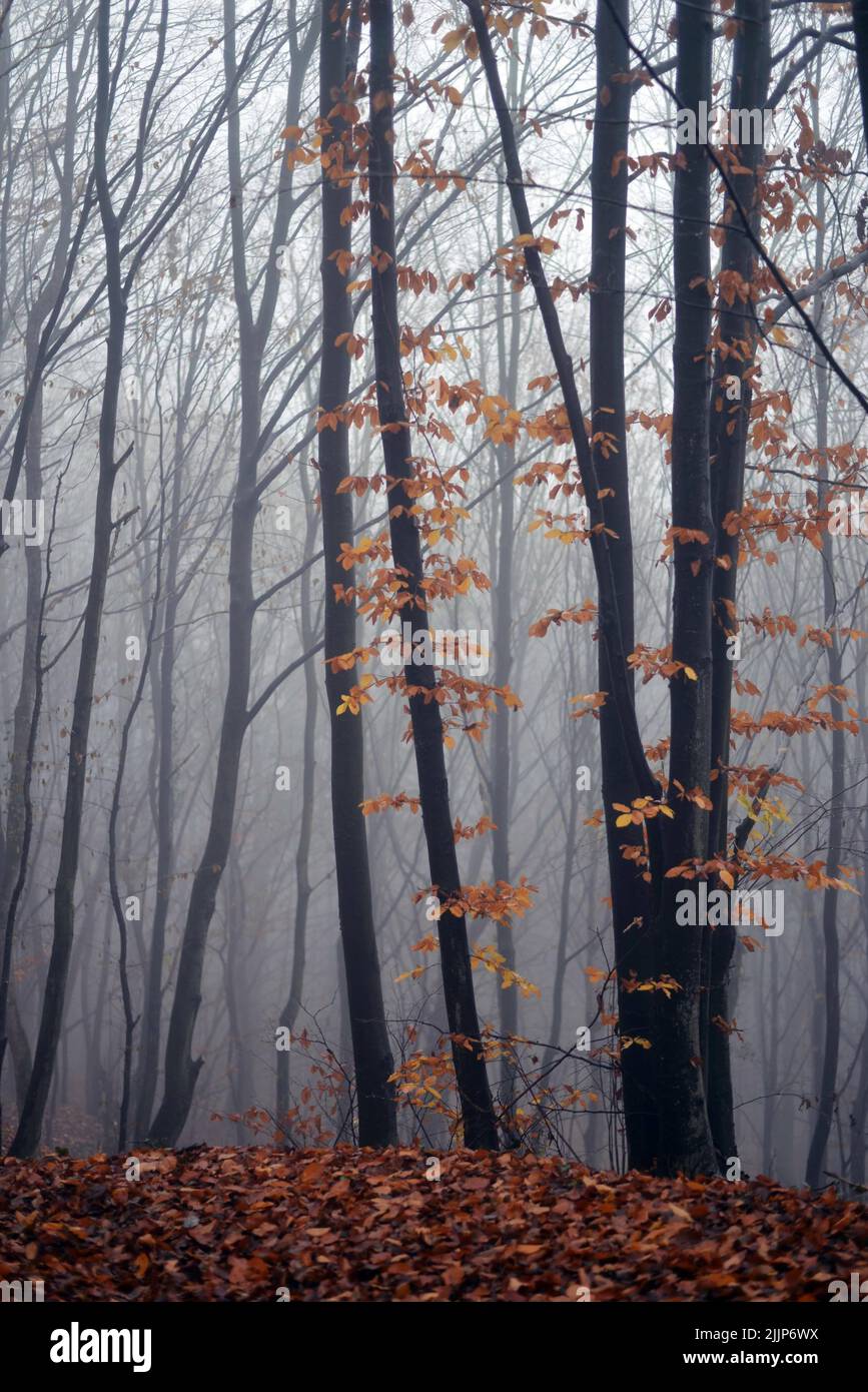 Dense foggy hi-res stock photography and images - Alamy