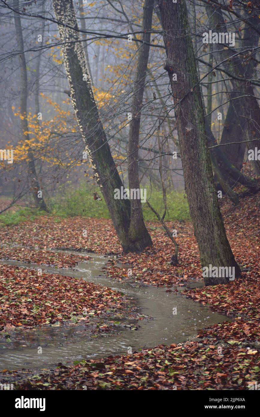 A beautiful landscape of autumn trees in a foggy forest Stock Photo - Alamy