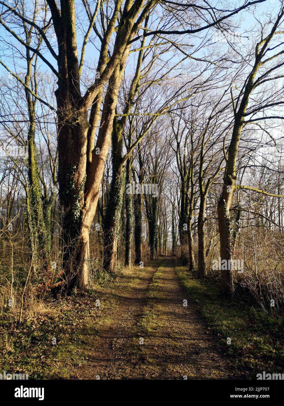 Tall trees in a forest landscape hi-res stock photography and images ...