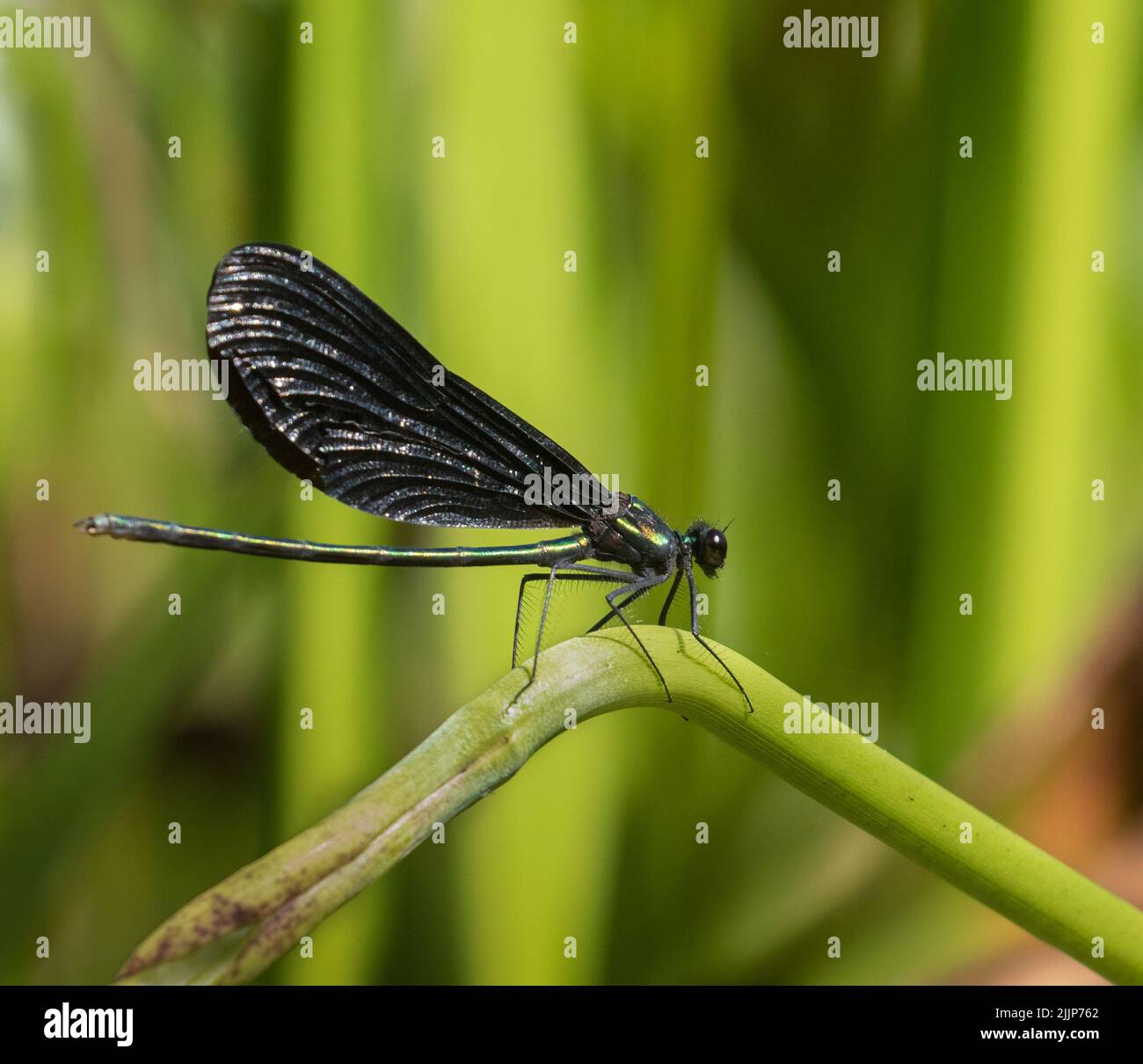 A closeup of an Ebony Jewelwing Damselfly in the reeds Stock Photo