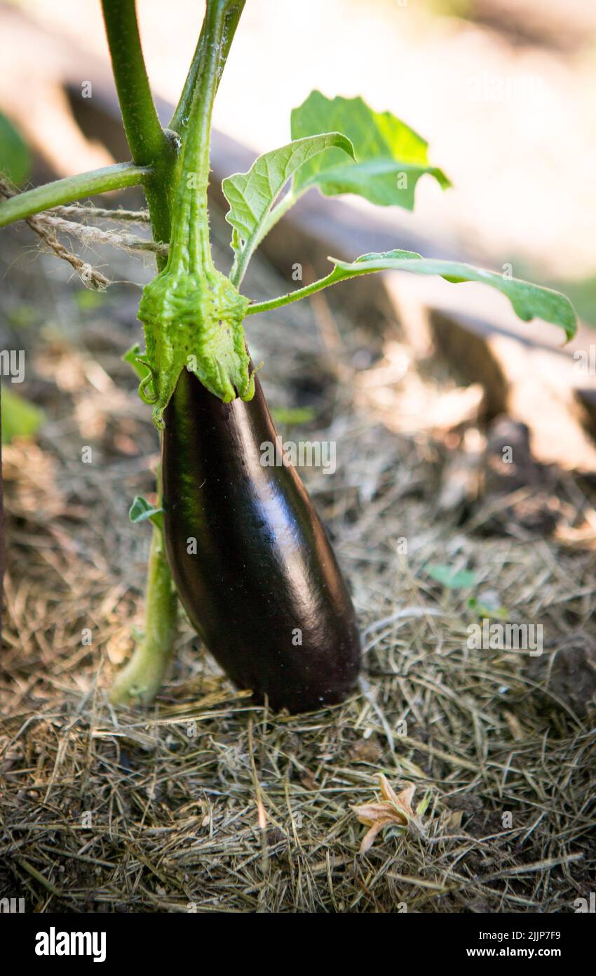 Eggplant, aubergine or brinjal is a plant species in the nightshade family Solanaceae. Solanum
