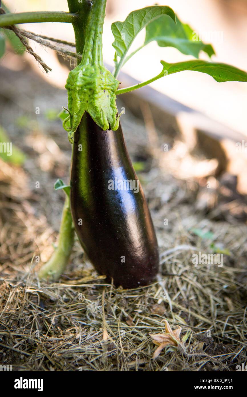 Eggplant, aubergine or brinjal is a plant species in the nightshade family Solanaceae. Solanum