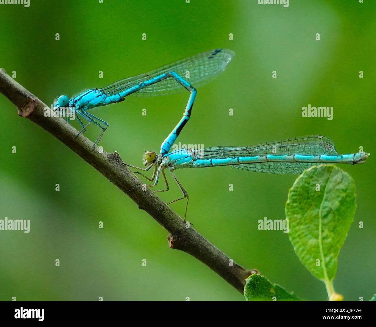 A closeup of Damselflies on a branch on a blurred green background ...