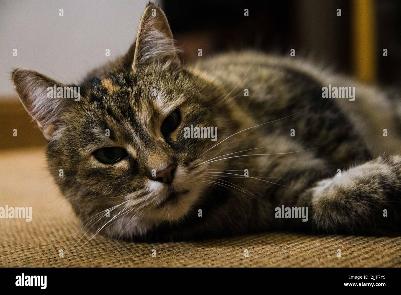 A lovely cat staring at the camera Stock Photo