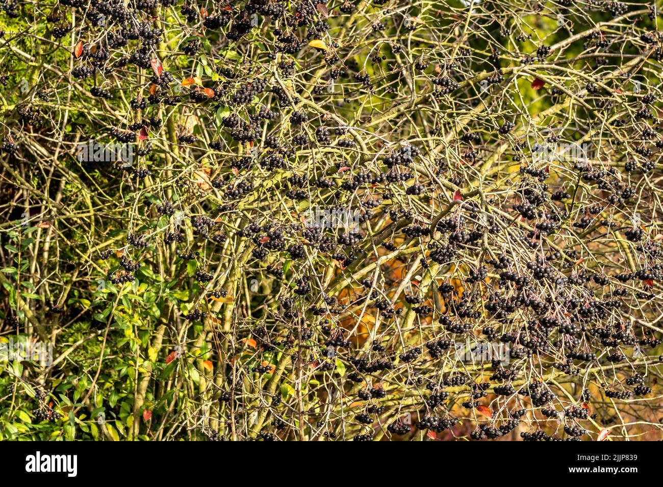 The chokeberries hanging on a tree Stock Photo