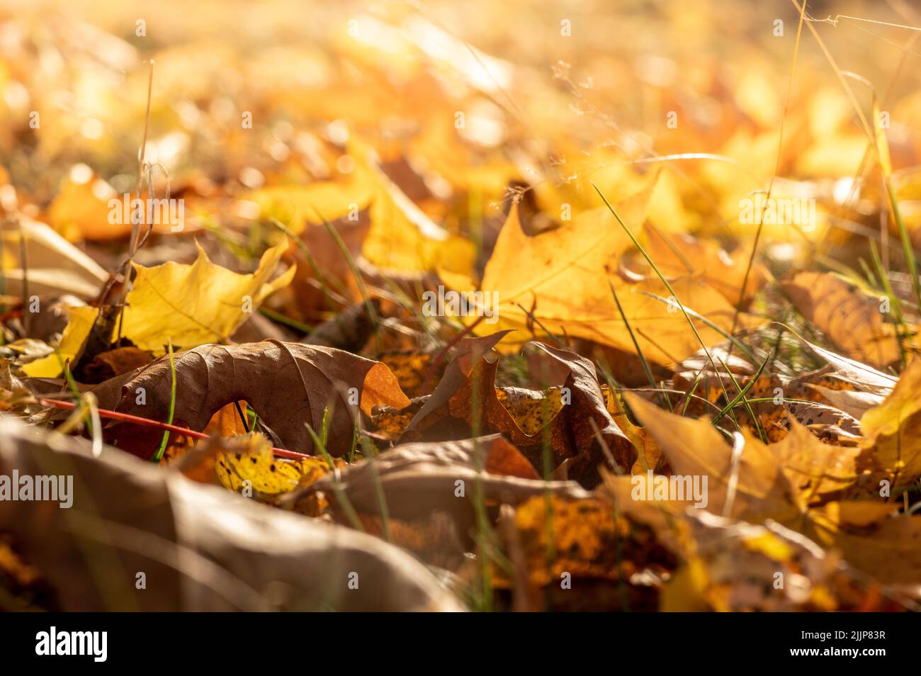 The autumn dry leaves on the ground Stock Photo - Alamy