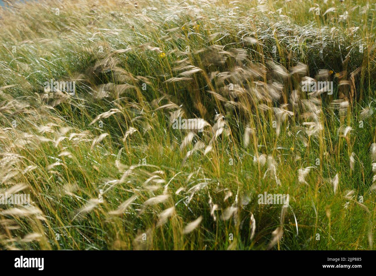 Wind Through Reeds Windy wind breezy hi-res stock photography and images - Alamy