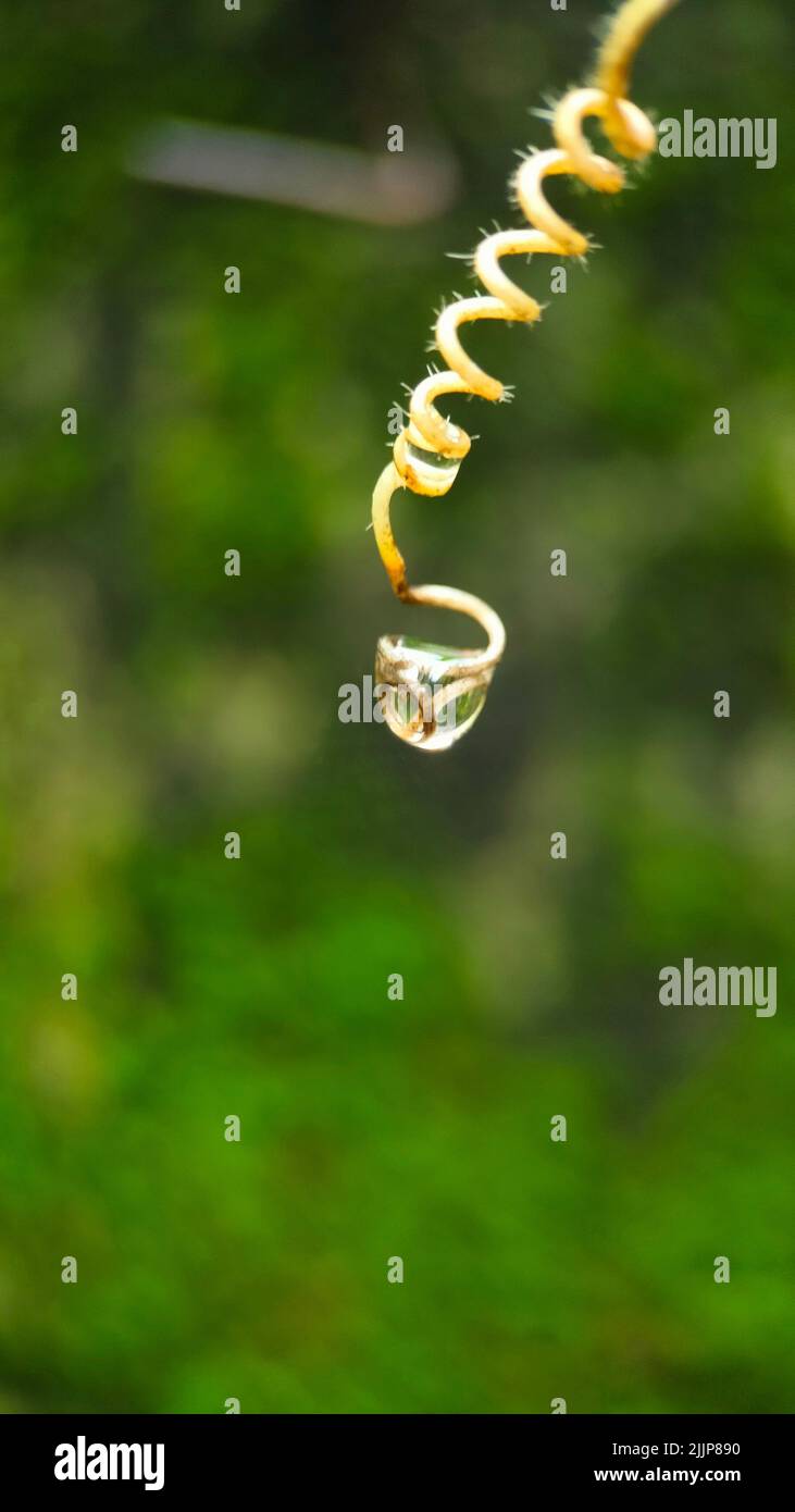 A vertical closeup shot of a water droplet on a spiral plant Stock ...