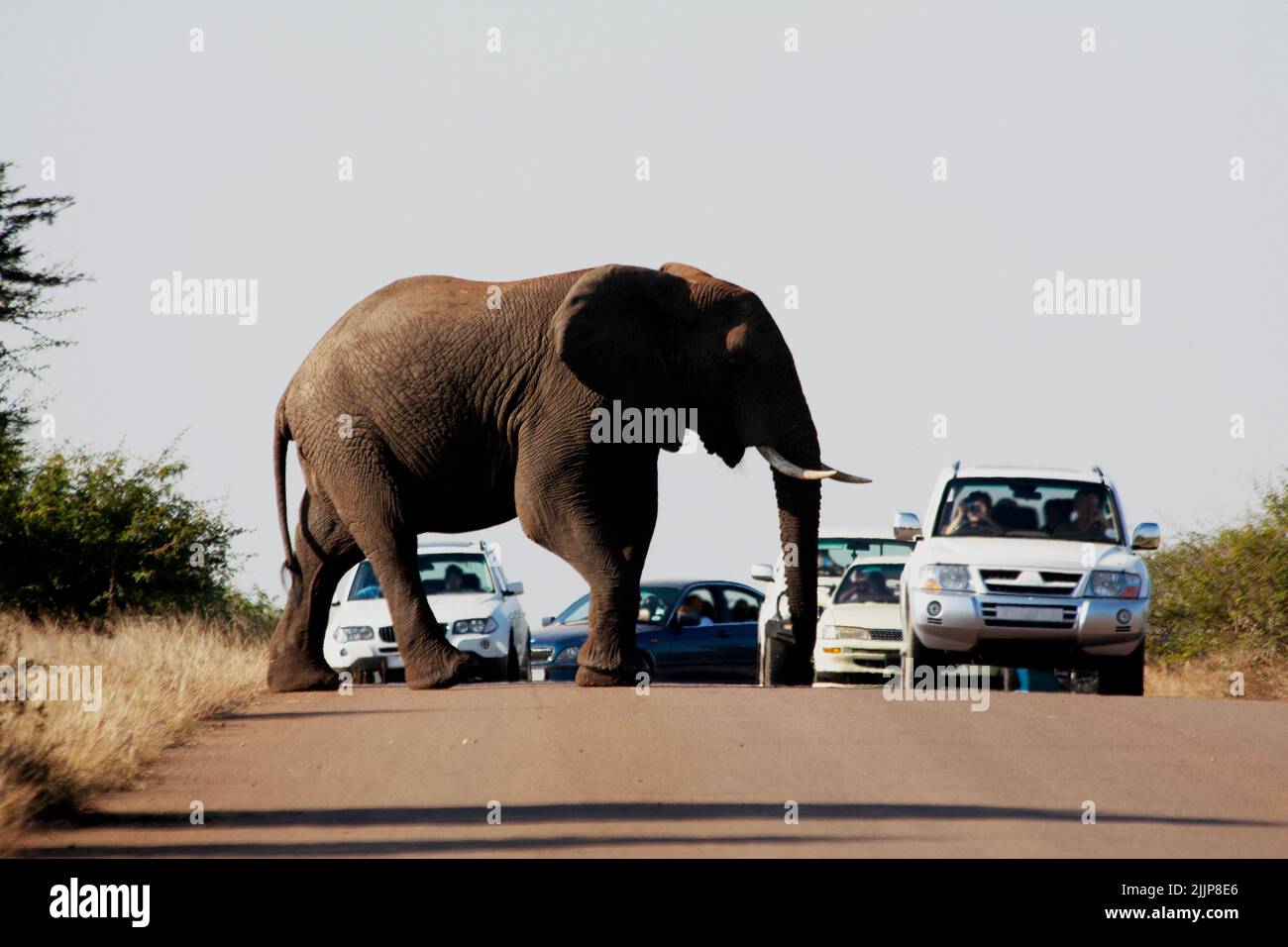 Elephant crossing the road, Kruger National Park, South Africa Stock Photo