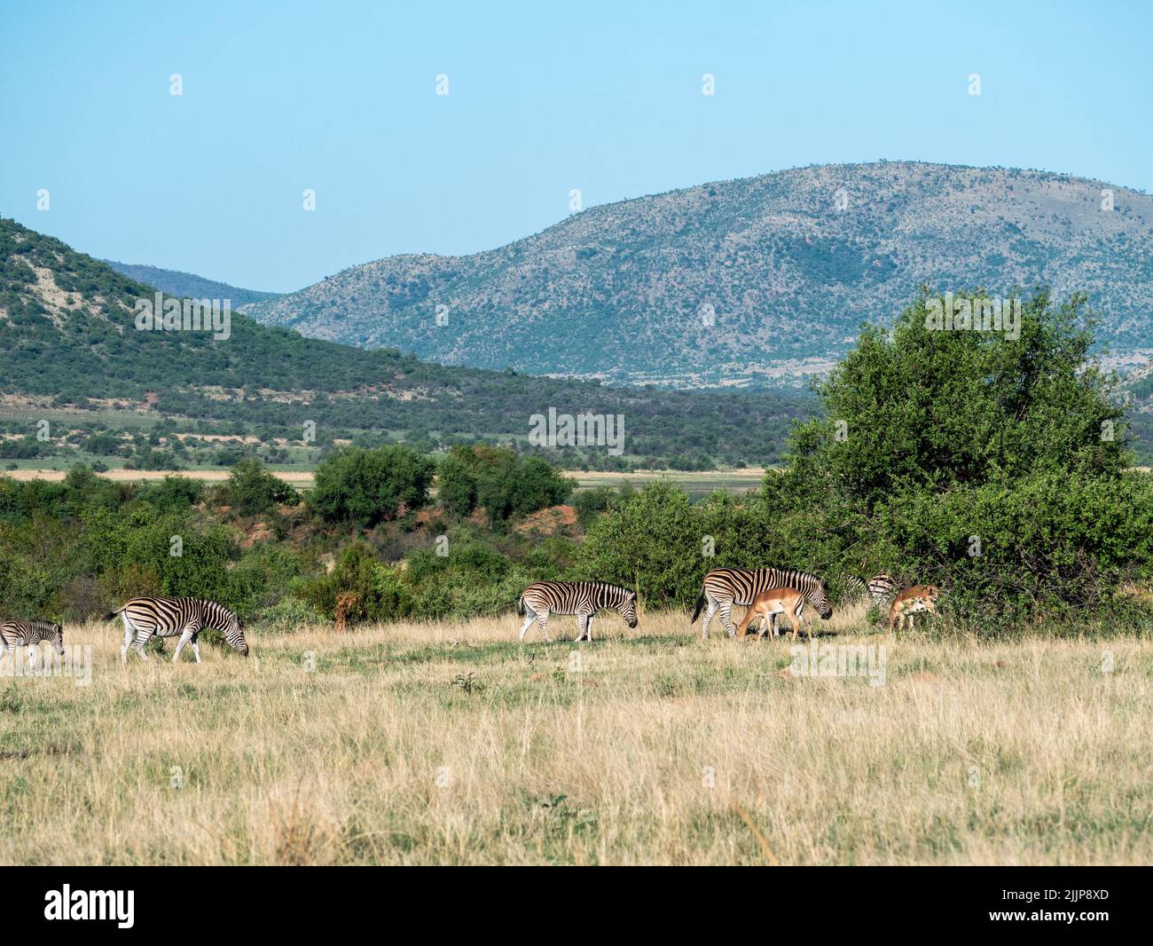 A beautiful shot of zebras and gazelles grazing on a field in the African Savanna Stock Photo
