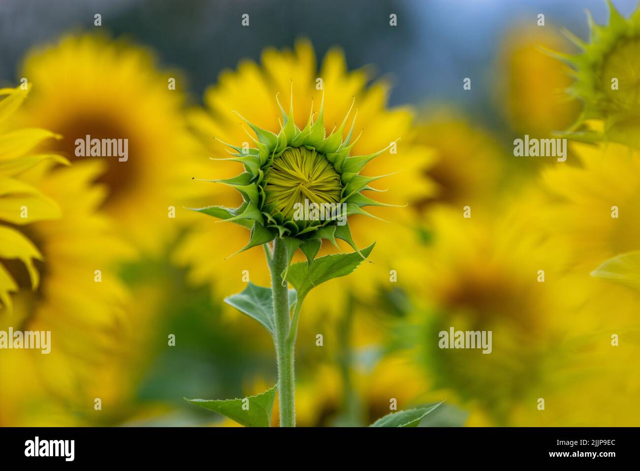 Unripe not opened sunflower above background of many yellow flowers Stock Photo