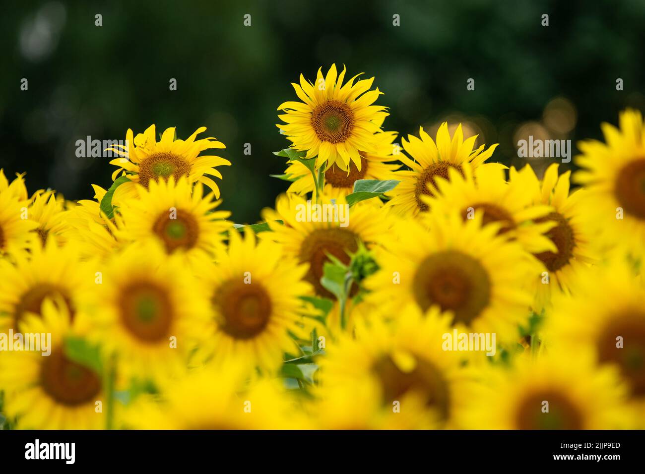 one-offe sunflower above many similar plants on the field Stock Photo