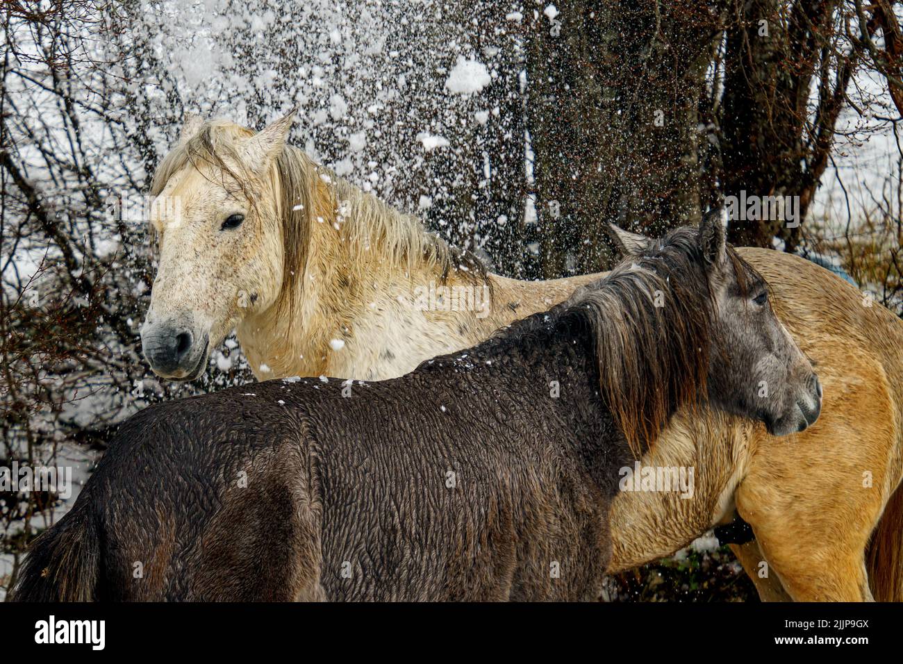 A pair of domestic horses (Equus ferus caballus) during winter Stock Photo