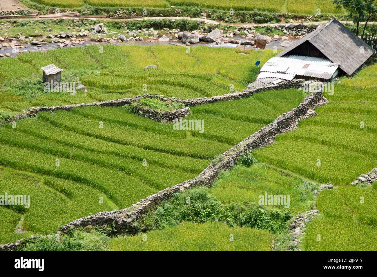 A small house in the middle of a rice field in Sa Pa, Vietnam Stock Photo