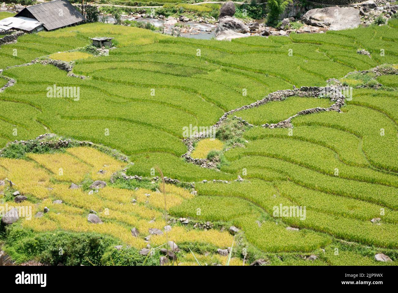 An aerial view of green Sapa rice fields on a sunny day in spring Stock Photo
