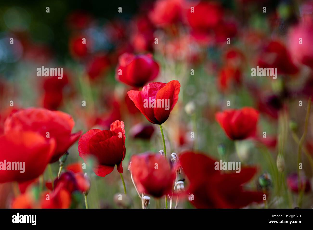 A scenic view of red common poppy flowers on a field in a blurred background Stock Photo