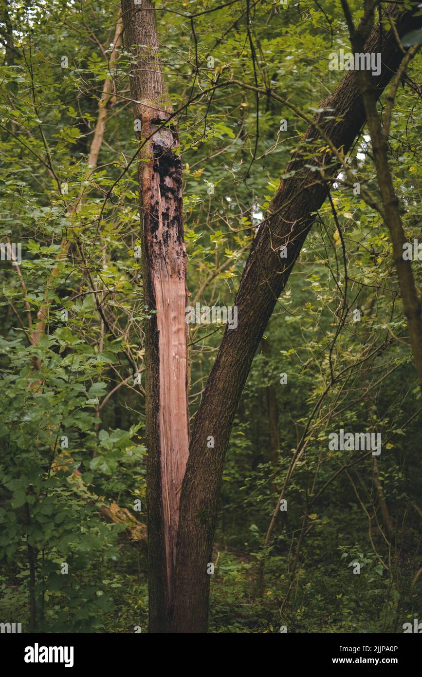 A vertical shot of a tree split in half Stock Photo Alamy
