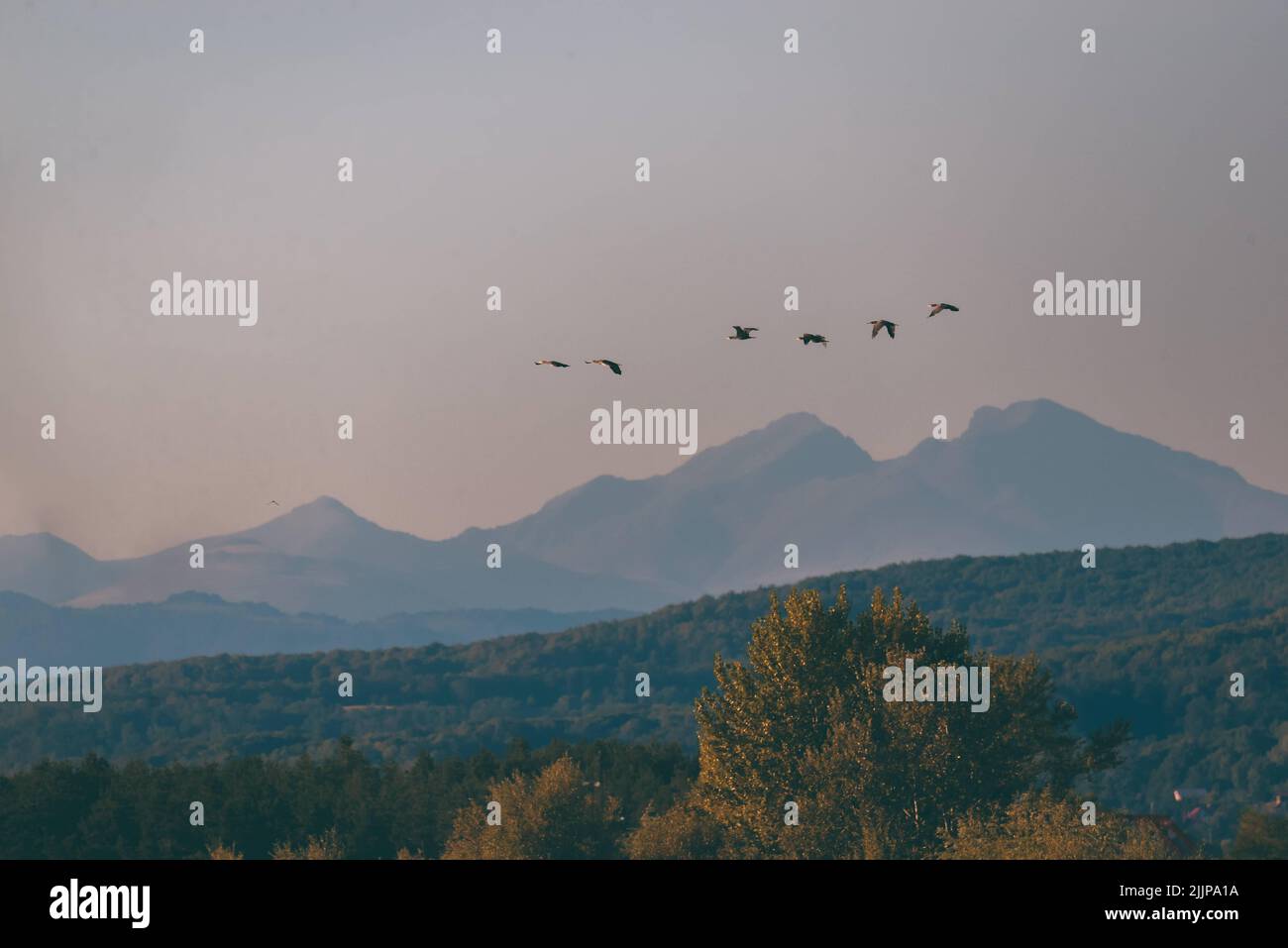A small flock of birds flying over dense forest with mountains in the ...