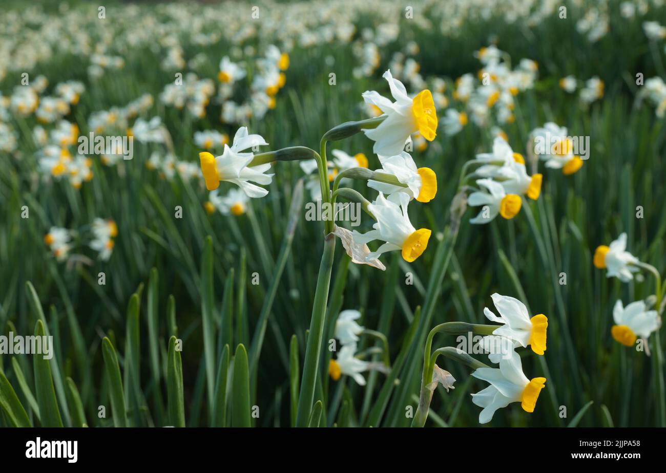 French daffodils Narcissus tazetta in bloom in an abandoned field in a