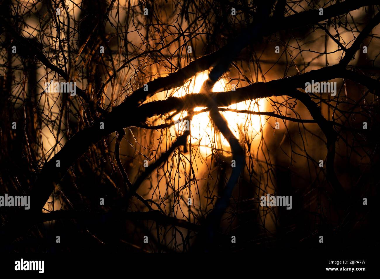 A closeup of shadowy tree branches at night with a fire burning in the background Stock Photo