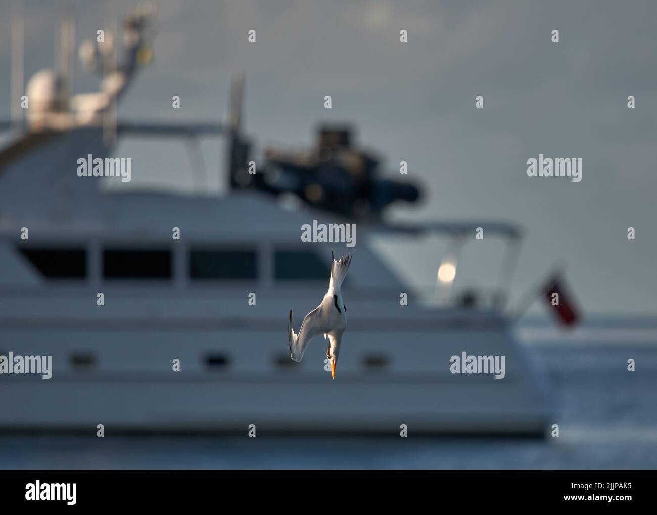 An upside down royal tern flying above blue ocean water and a big ship in the background Stock Photo