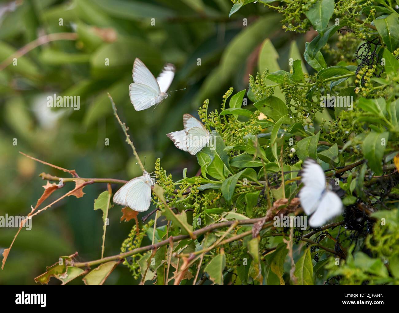 The little white butterflies flying and resting on green leaves Stock