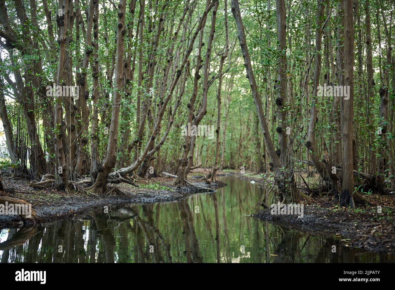 A mesmerizing view of a calm river surrounded by trees Stock Photo - Alamy