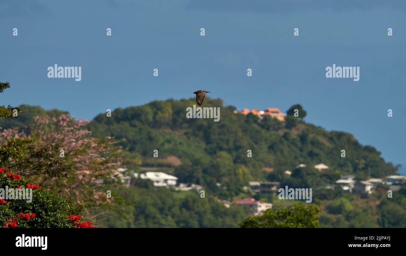 Bird flying sky animal wildlife hi-res stock photography and images - Alamy
