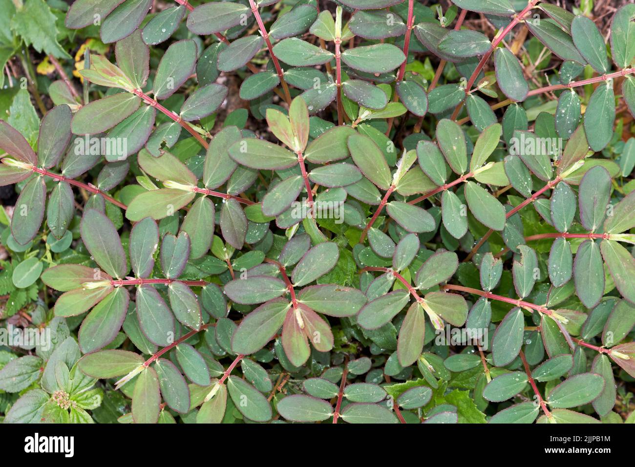 A top shot of the leaves of the Cotoneaster Dummer plant. Stock Photo