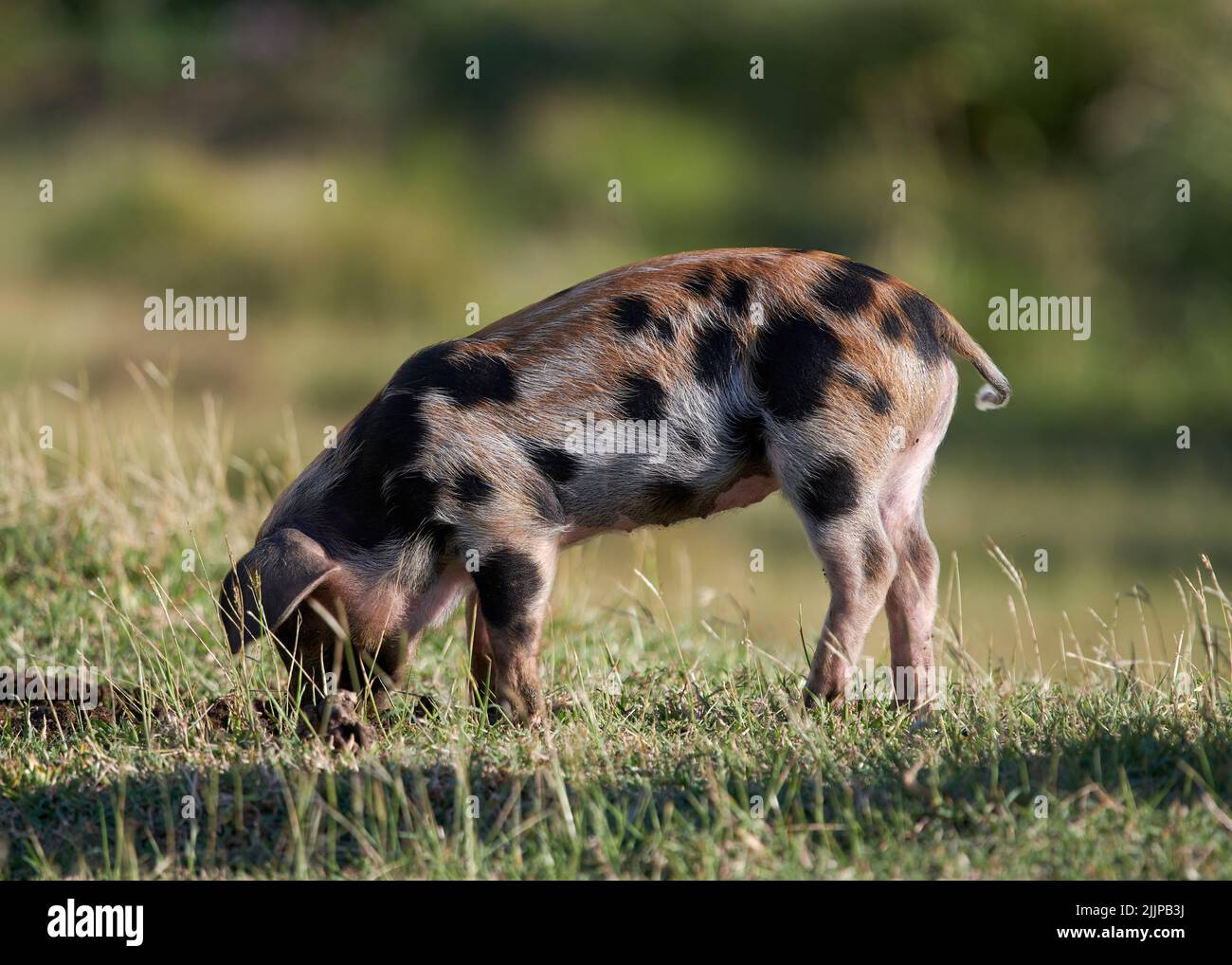 A selective focus shot of the spotted pig in the field Stock Photo