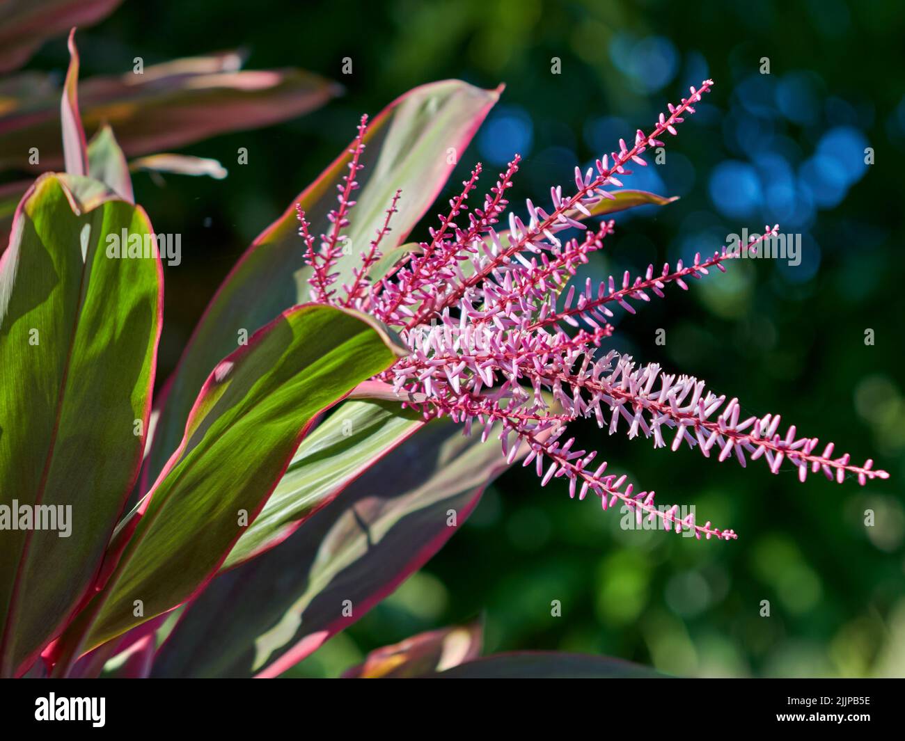 A close-up shot of Tamarix bead flowers growing on a sunny day. Stock Photo