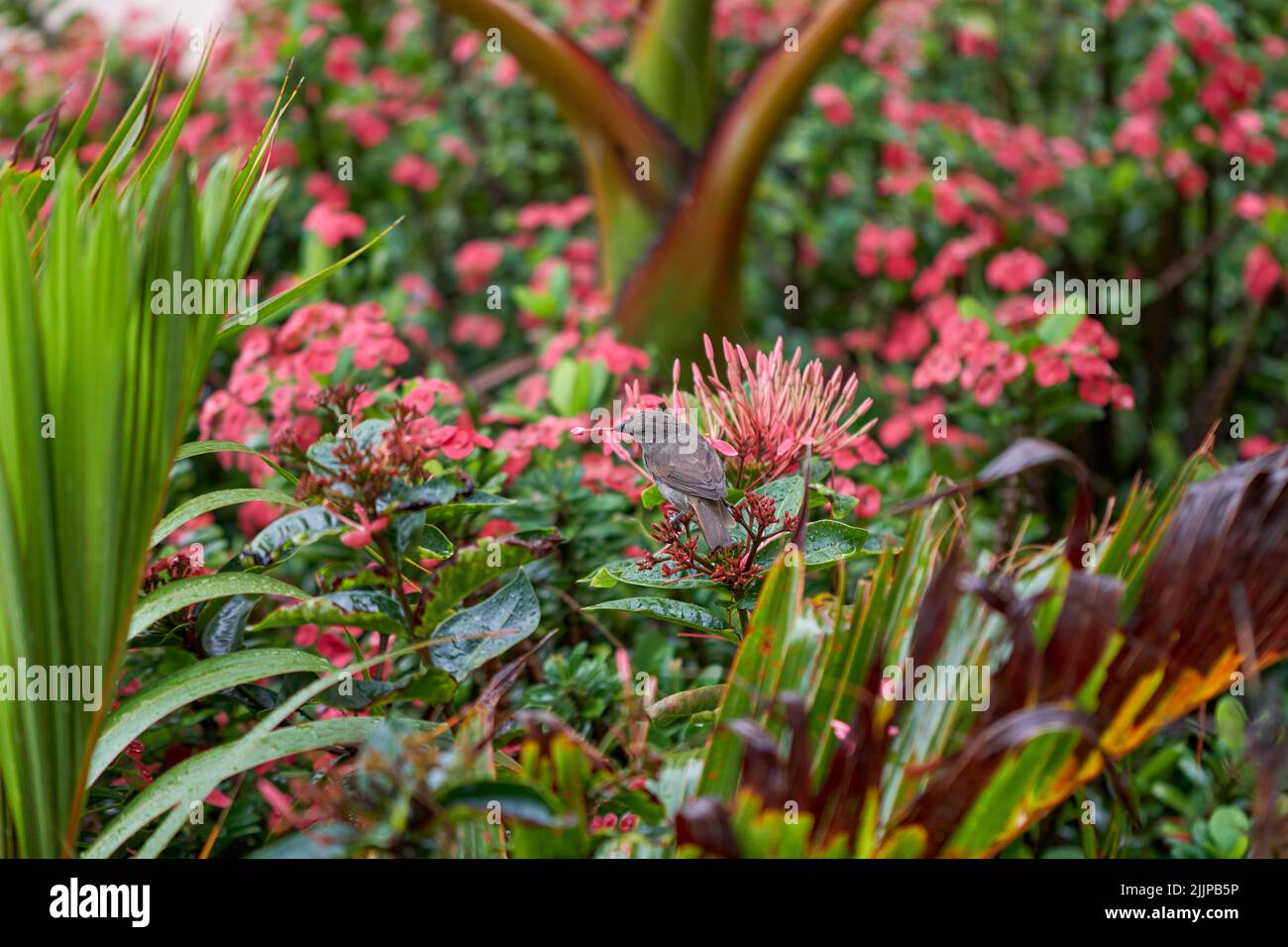 A cute little Myzomela sitting on an exotic flower plant. Stock Photo