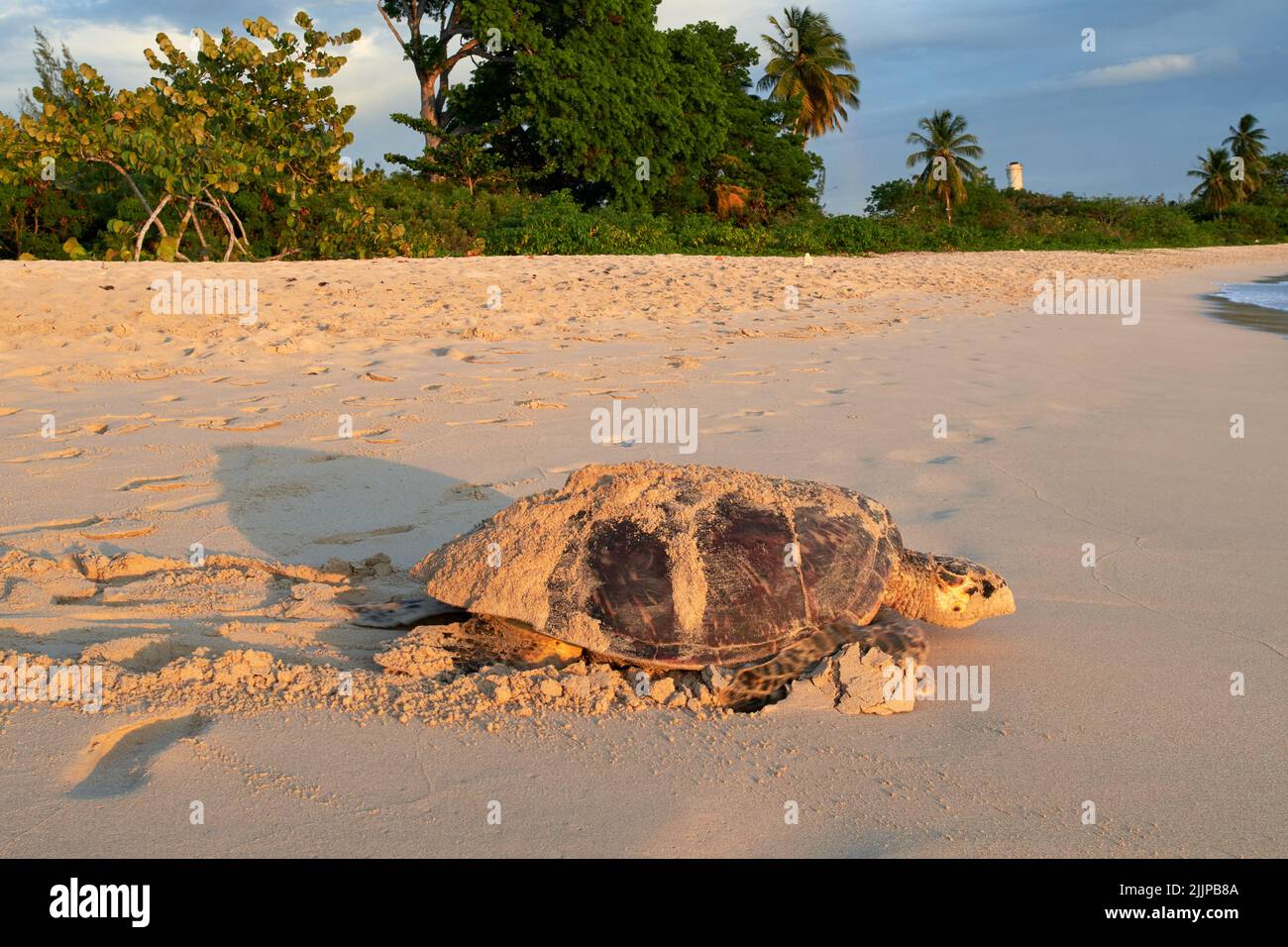 A huge sandy turtle on the beach surrounded by palms and plants. Stock Photo