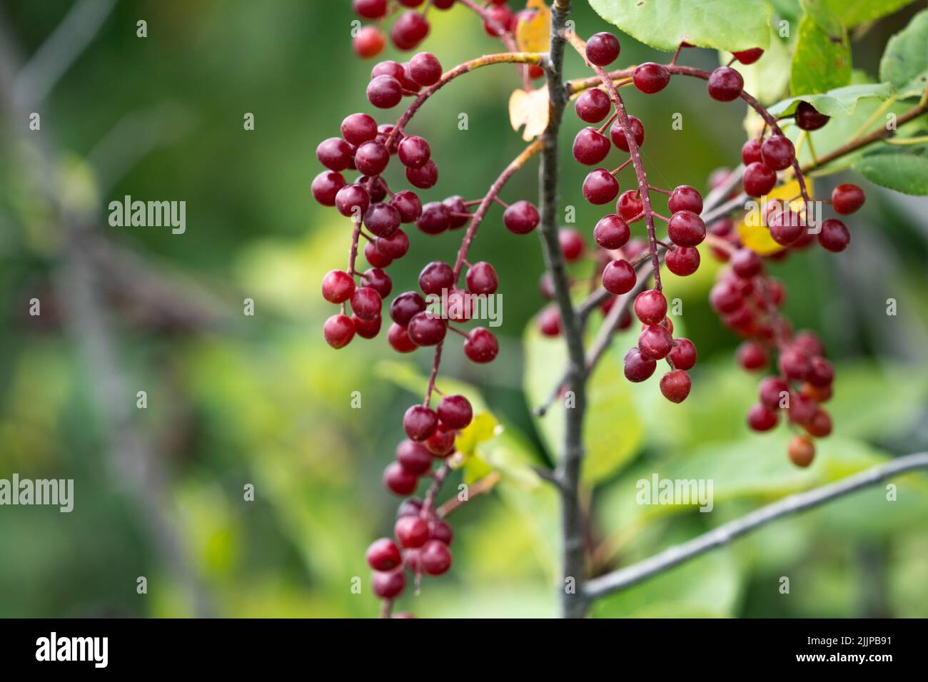 Ripe chokecherries hang on a branch Stock Photo