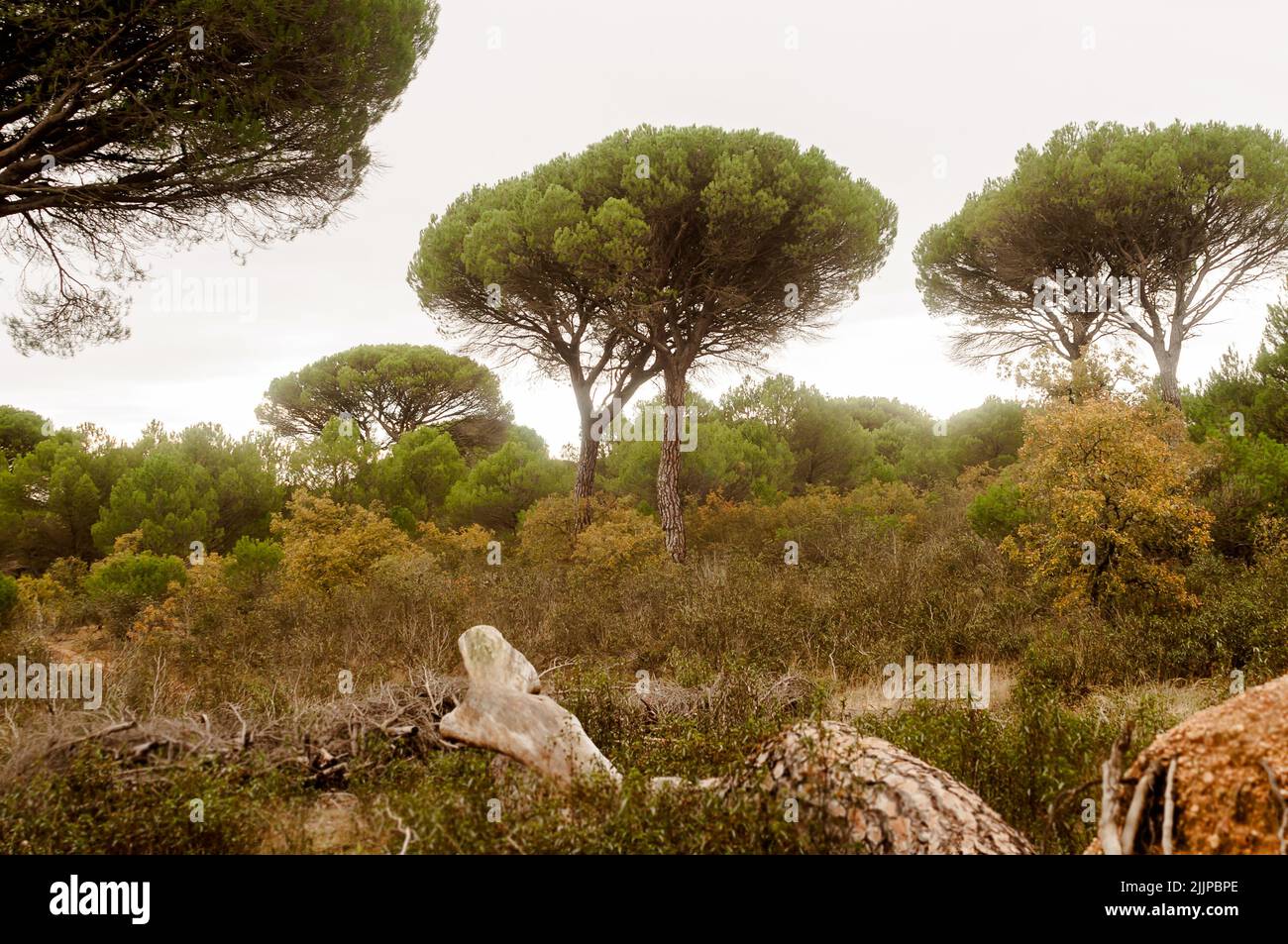 Pine trees in a pine forest during a very foggy day in autumn Stock ...