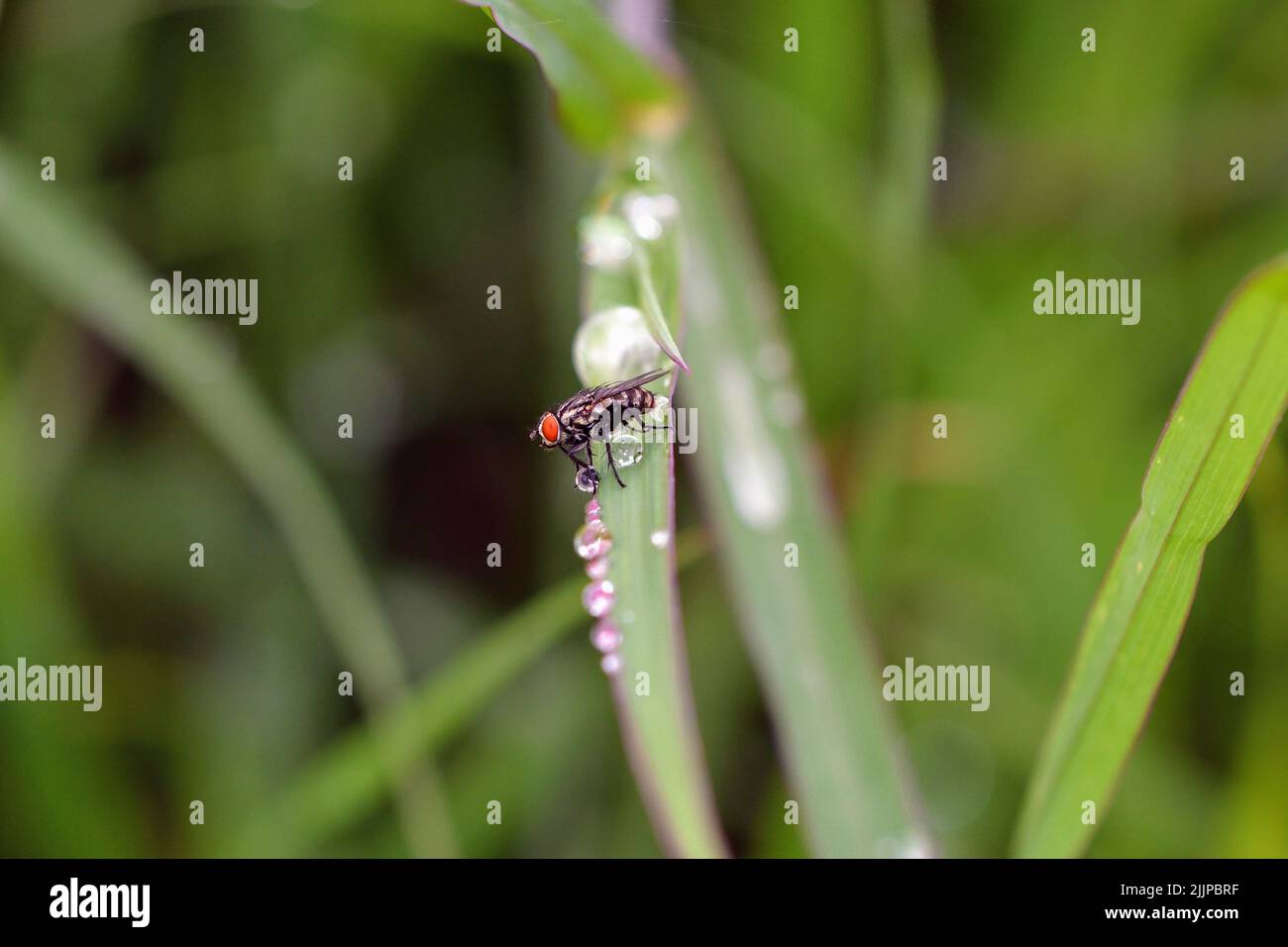 A macro focus shot of a housefly drinking from the water drops on green leaved plant during daytime Stock Photo