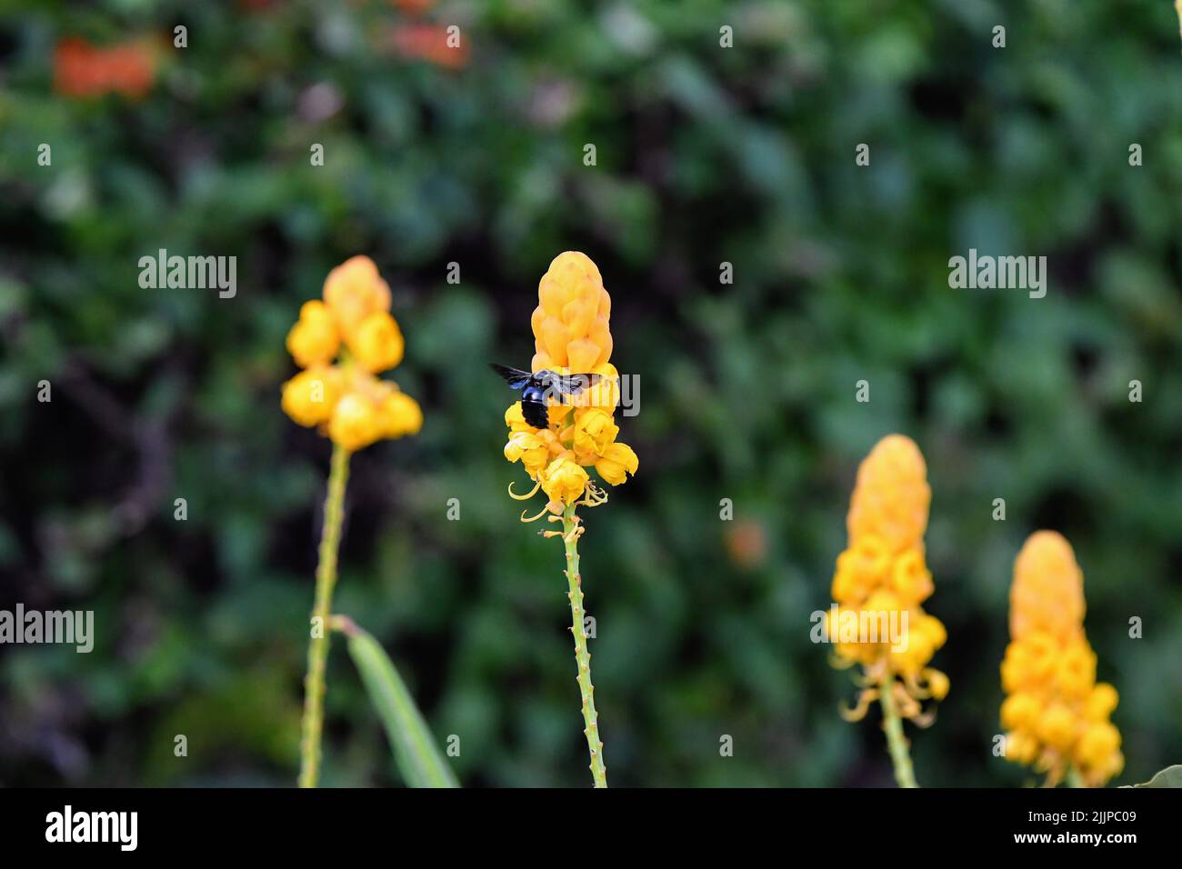 A selective focus shot of a Alexandrian senna flower with an insect collecting pollen Stock Photo