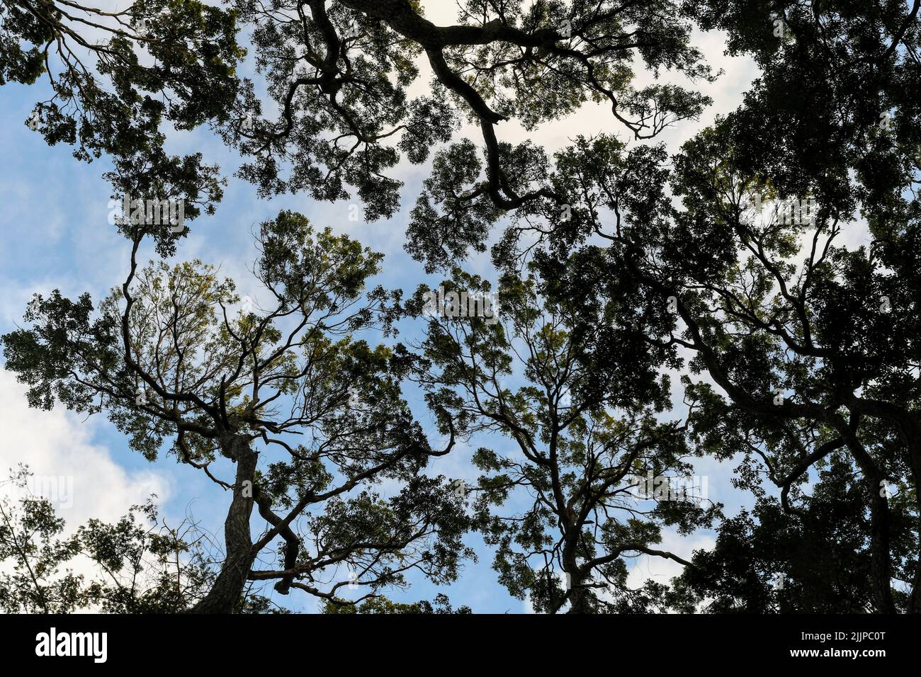 low angle shot of large trees blocking the sky and the sun with their ...