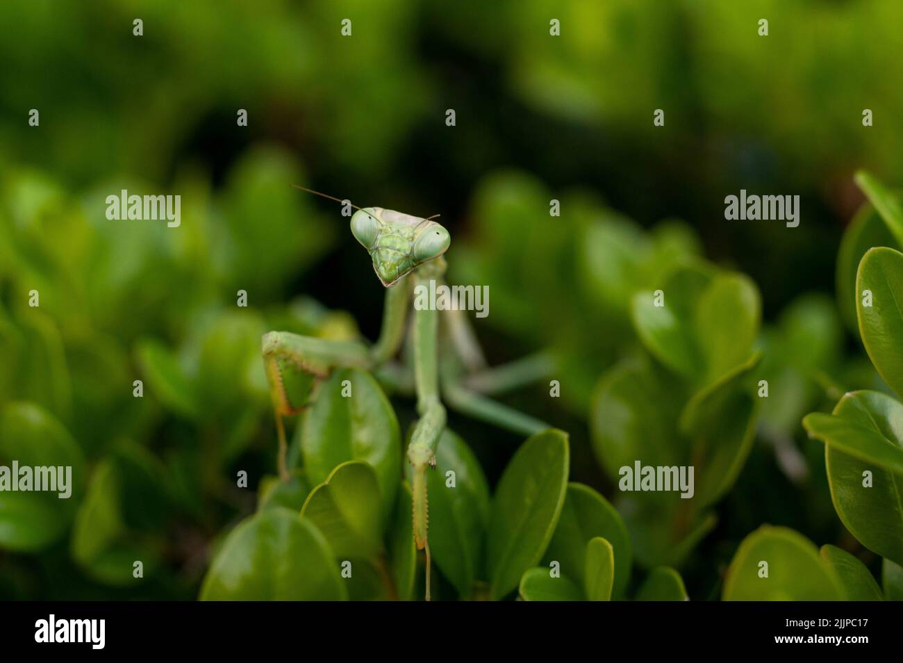 A mantis on plant leaves Stock Photo
