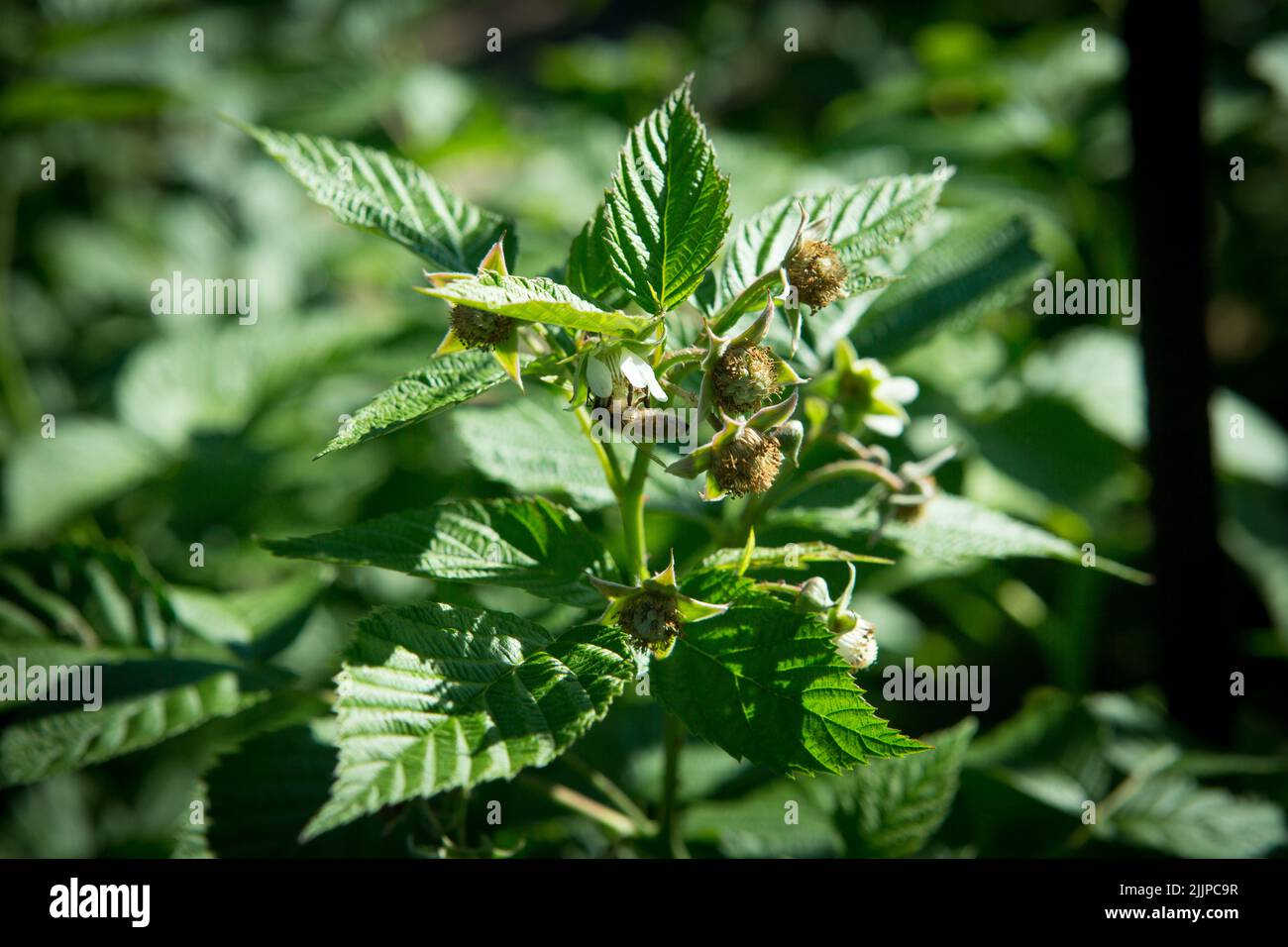 Blooming raspberries on the farm. Raspberry flowers. Blooming ...