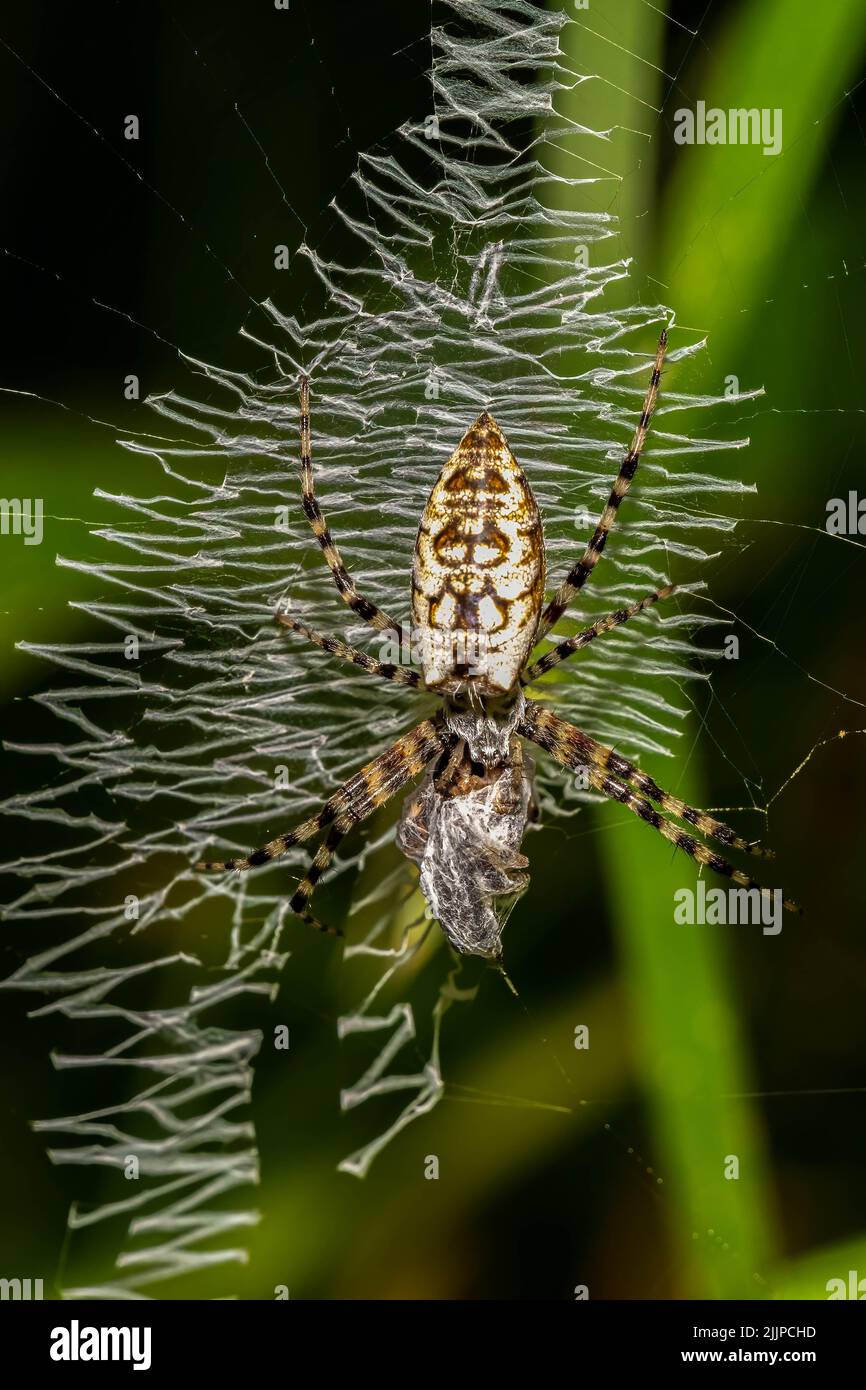 A young Yellow Garden Spider (Argiope aurantia) with prey. Signature igzag patterns on web. Raleigh, North Carolina. Stock Photo