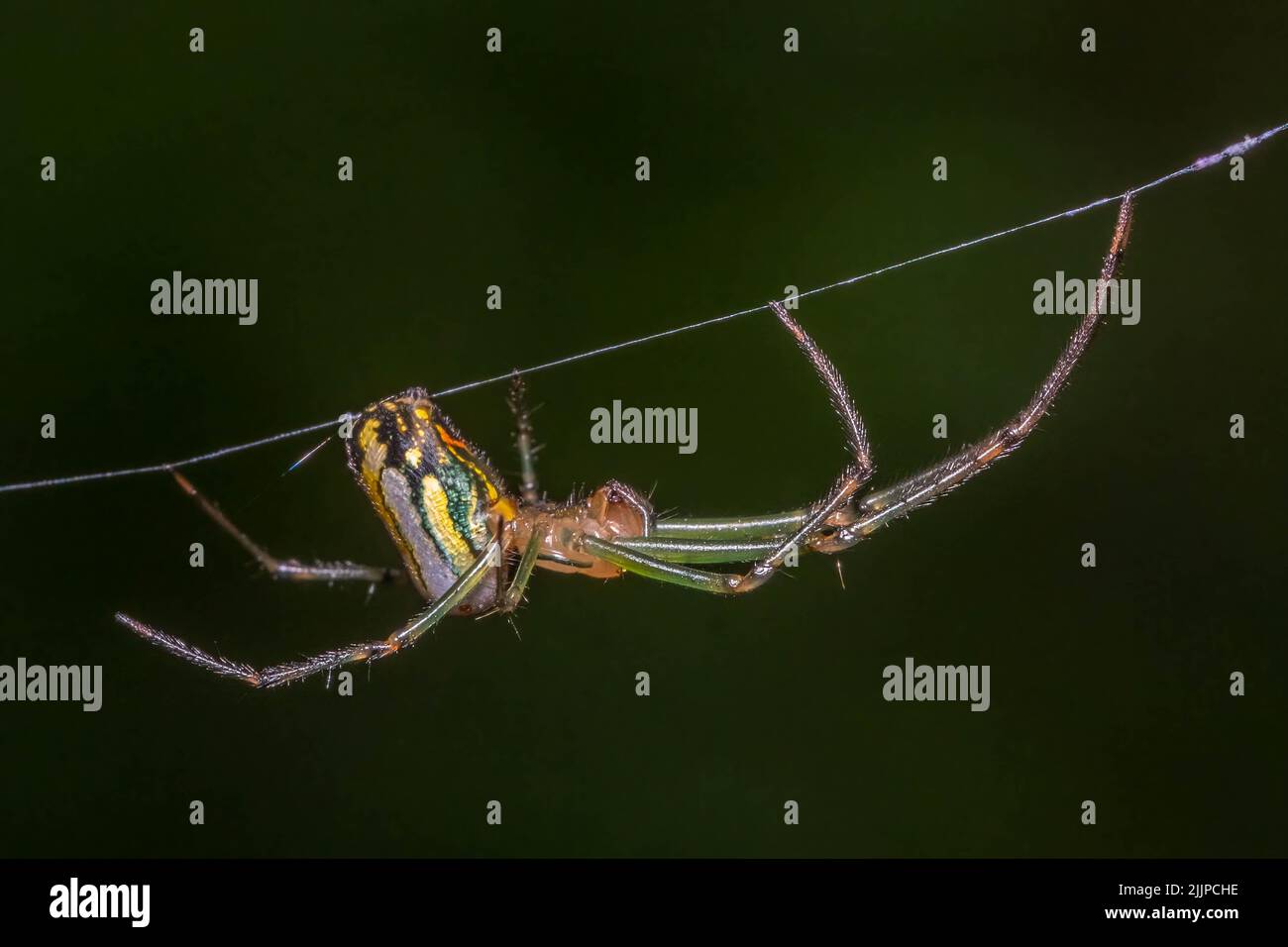Leucauge Hi Res Stock Photography And Images Alamy