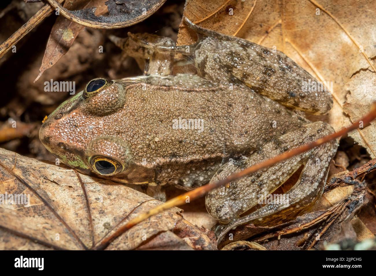 Top view of a Green Frog (Lithobates clamitans). Raleigh, North Carolina. Stock Photo