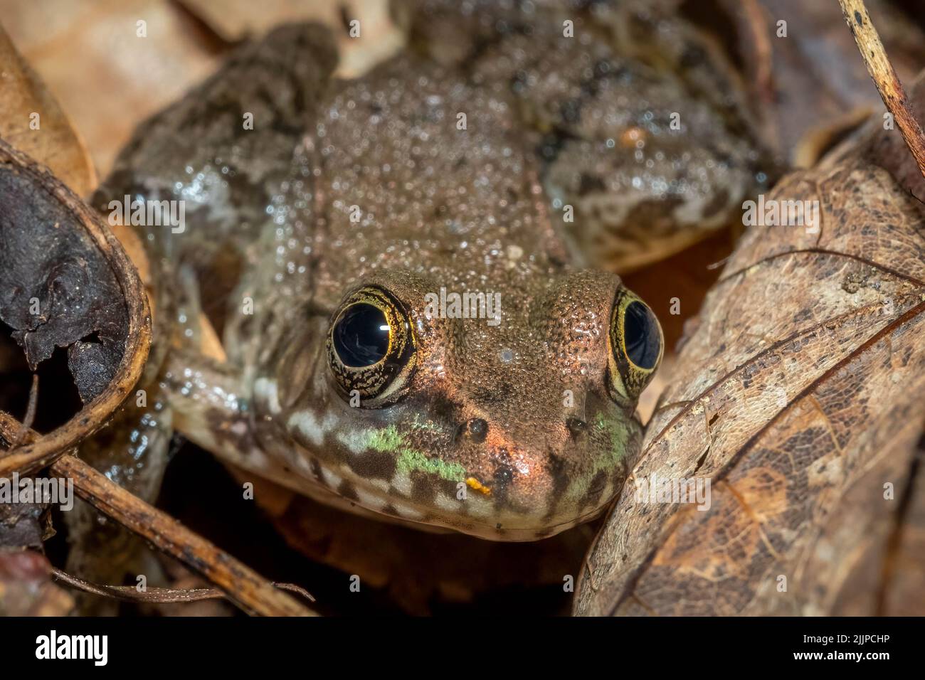 Front view of a Green Frog (Lithobates clamitans). Raleigh, North Carolina. Stock Photo