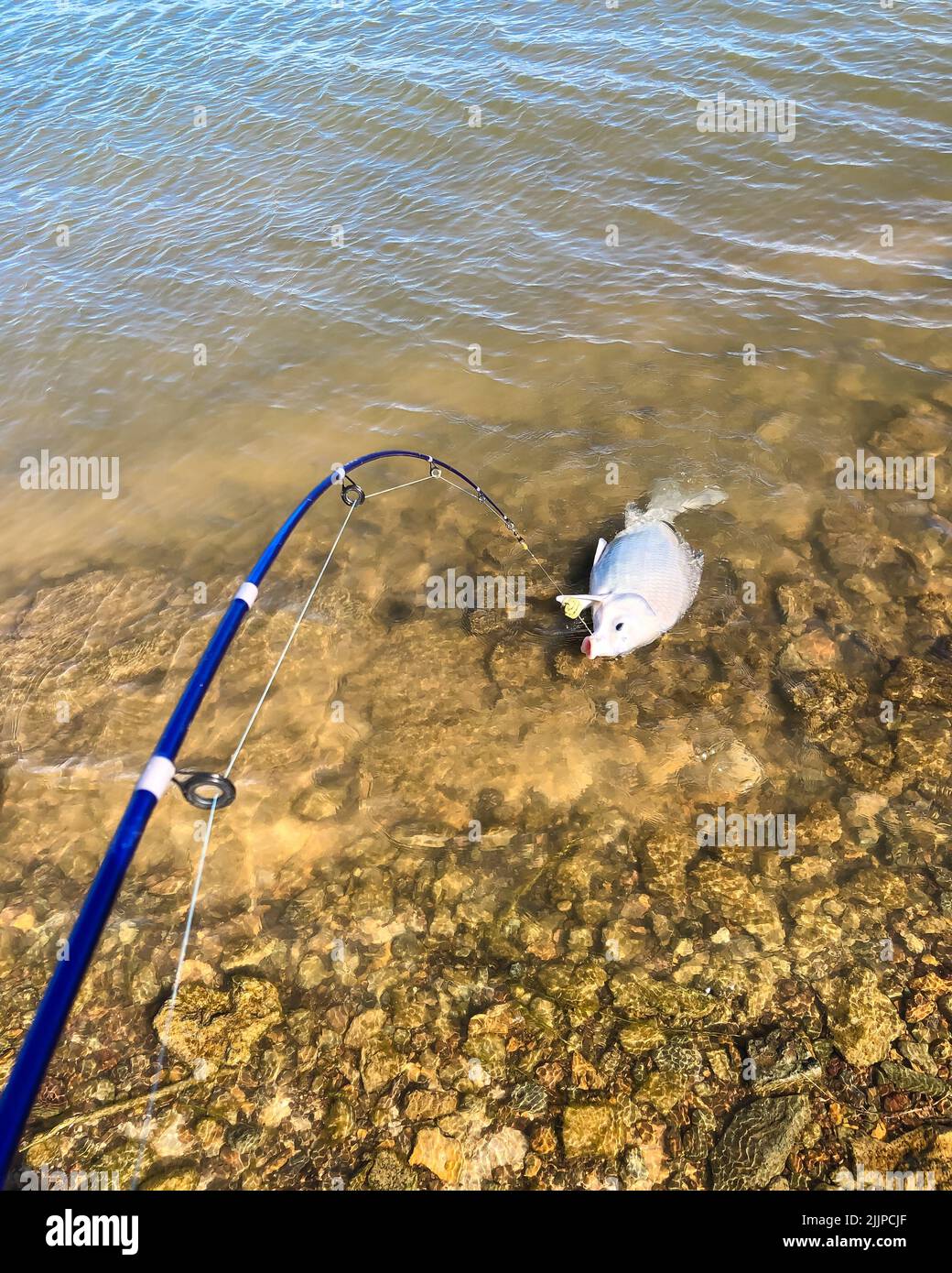 Blue fishing pole with method feeder and hooked smallmouth buffalo Ictiobus bubalus on rocky shoreline Stock Photo