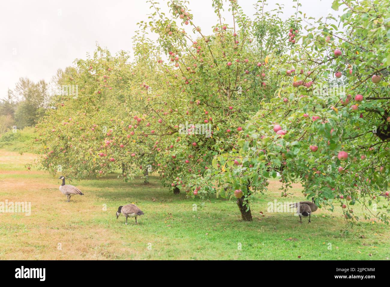 An apple orchard with abundance of fruits and goose grazing underneath Stock Photo