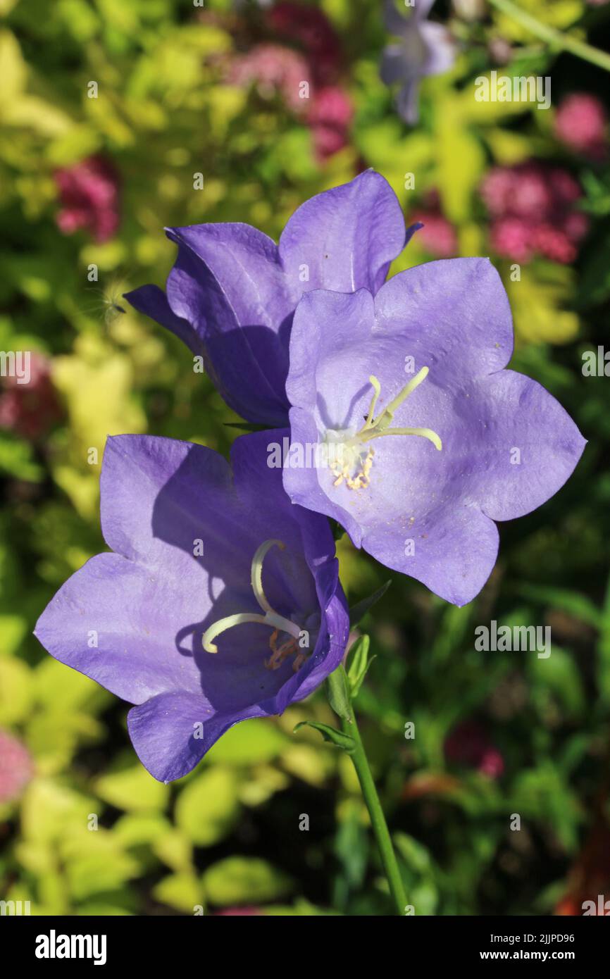 Blue canterbury bell, Campanula unknown species, flowers in close up with a blurred background of leaves. Stock Photo
