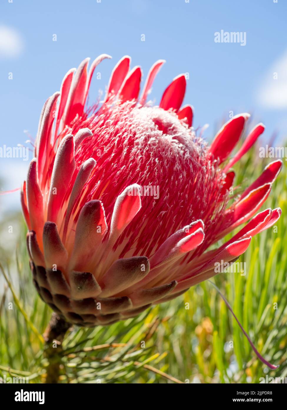 View of red protea sugarbush flower Stock Photo