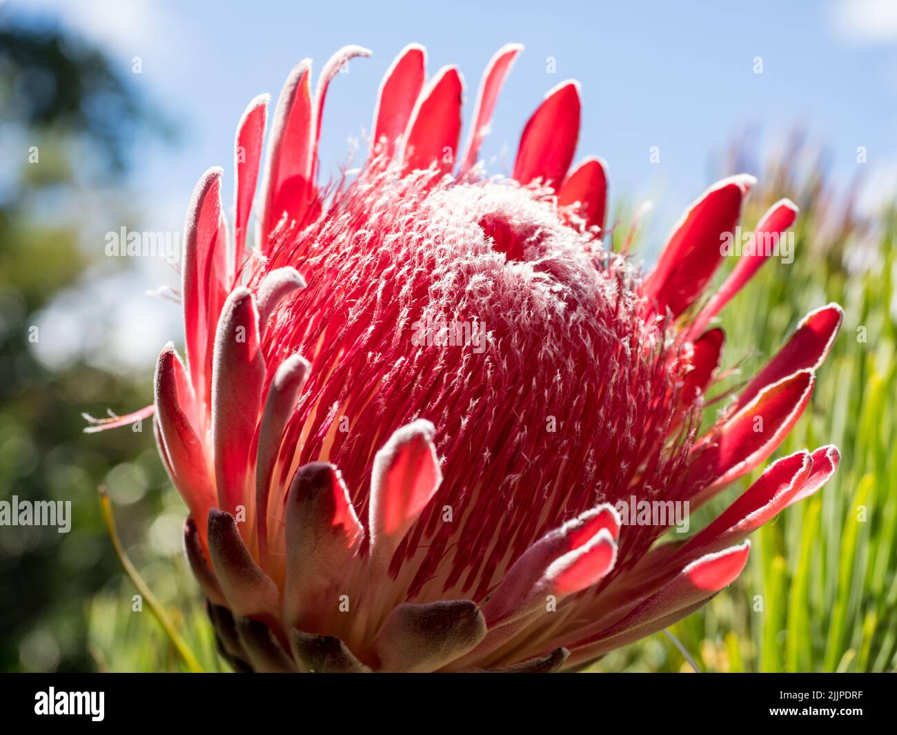 View of red protea sugarbush flower Stock Photo